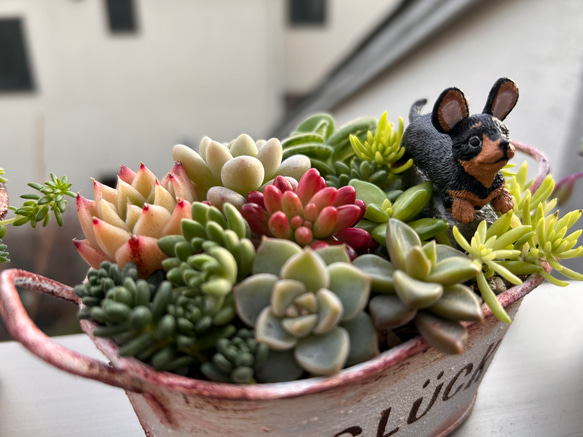 寄せ植え　ワンちゃん達と多肉植物　（癒されシリーズ）　 10枚目の画像