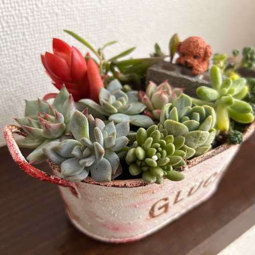 寄せ植え ワンちゃん達と多肉植物 (癒されシリーズ) 多肉植物 寄せ植え ワンちゃん達と多肉植物 (癒されシリーズ) 多肉植物