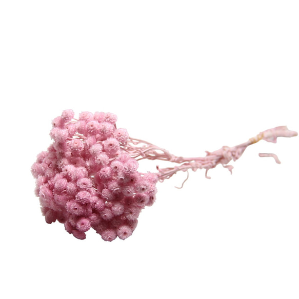 大地農園 プリザーブドフラワー 「イモーテル 1束 シャーベットピンク 」プリザ 花材 ハーバリウム おしゃれ 2枚目の画像