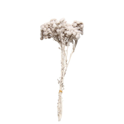 地球農場永生花「蠟菊 1 束珍珠灰」Preza 花卉材料植物標本室時尚 第2張的照片