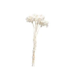 大地農園 プリザーブドフラワー 「イモーテル 1束 白」プリザ 花材 ハーバリウム おしゃれ 2枚目の画像