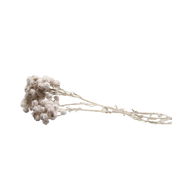 地球農場永生花「蠟菊半束珍珠灰」Preza 花材料植物標本室時尚 第2張的照片