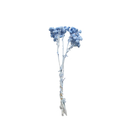 地球農場永生花「蠟菊半束淡藍色」Preza 花卉材料植物標本室時尚 第2張的照片