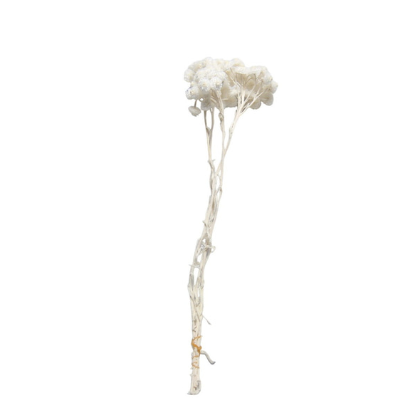 大地農園 プリザーブドフラワー 「イモーテル 半束 白 」プリザ 花材 ハーバリウム おしゃれ 2枚目の画像