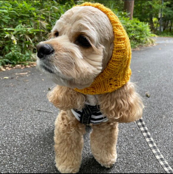 ケイさま ♡ 大人気 手編み◇ 犬 スヌード ◇ イタグレ ウィペット