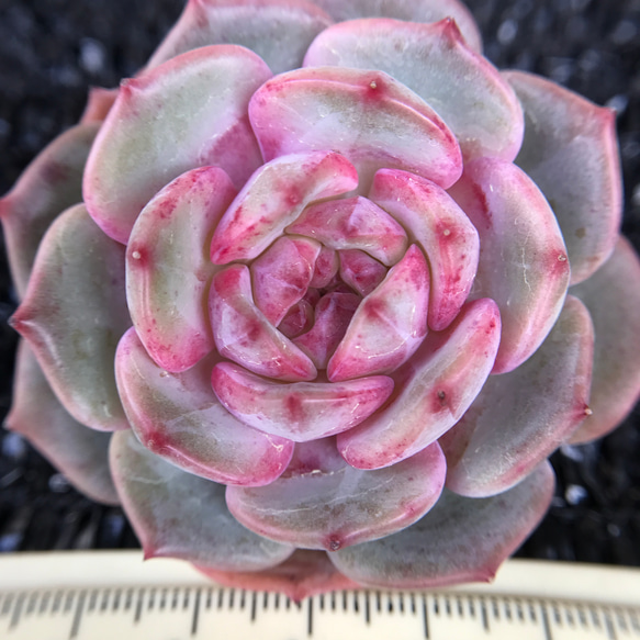お買い得❣️多肉植物 エケベリア 桜シリーズ 小苗 3点セット