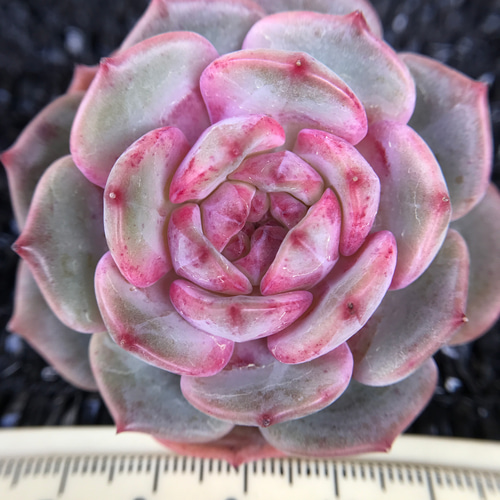 新作 多肉植物 エケベリア 桜フラペチーノ 4-5cm 抜き苗 1株
