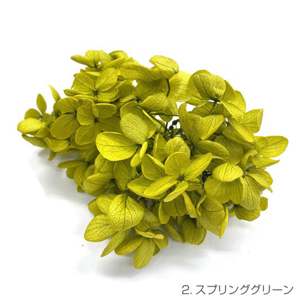 【即納】 ピラミッドアジサイグラバー 20g スプリンググリーン プリザーブドフラワー あじさい 紫陽花 花材 花 緑 1枚目の画像