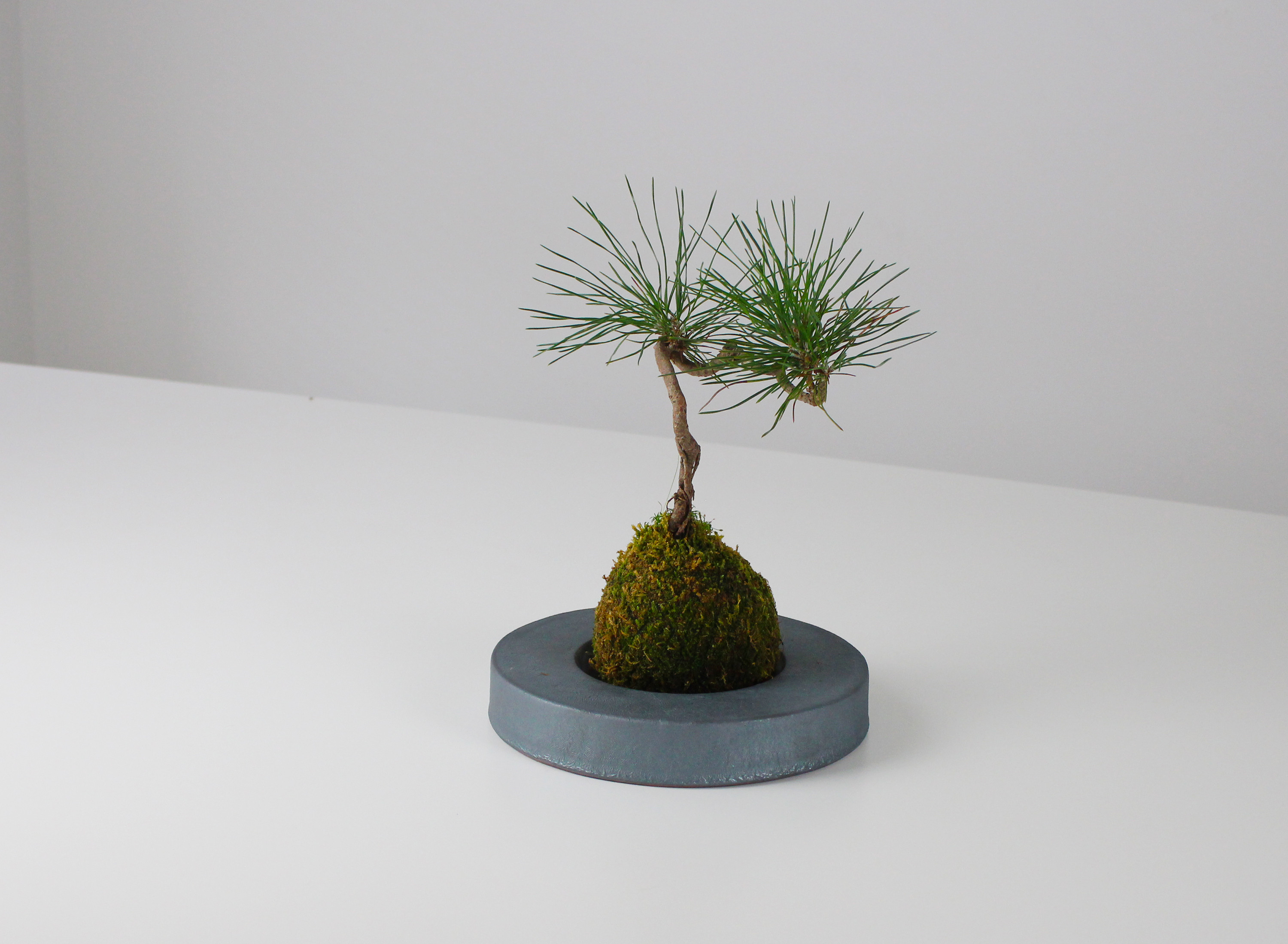 MYK：KOKEDAMA - kubo【瓦】【こけ玉】【苔】【プレート】【新潟】