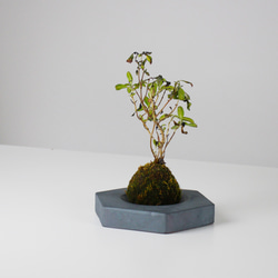 MYK：KOKEDAMA - kubo【瓦】【こけ玉】【苔】【プレート】【新潟】 5枚目の画像