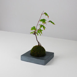 MYK：KOKEDAMA - kubo【瓦】【こけ玉】【苔】【プレート】【新潟】 3枚目の画像