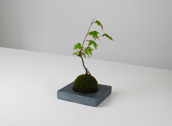 MYK：KOKEDAMA - kubo【瓦】【こけ玉】【苔】【プレート】【新潟】 3枚目の画像