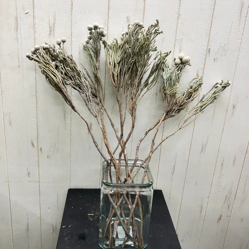 ドライフラワー ブルニア シルバー 10本 ドライフラワー PLANTS SHOP