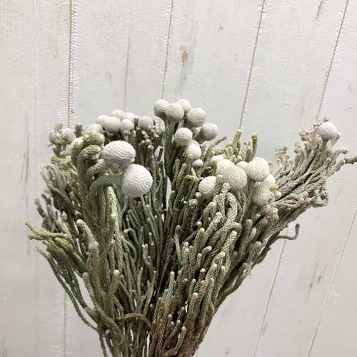 ドライフラワー ブルニア シルバー 10本 ドライフラワー PLANTS SHOP