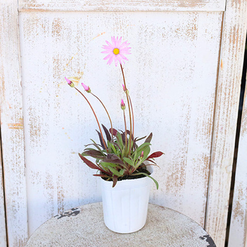 花苗 ローレンセラ オーストラリアン デージー 3号 ピンク 花 よく咲く