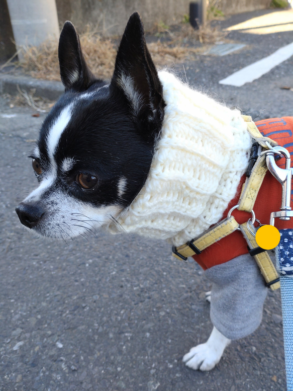 犬用　犬服　スヌード　Mサイズ　ネックウォーマー　防寒 1枚目の画像