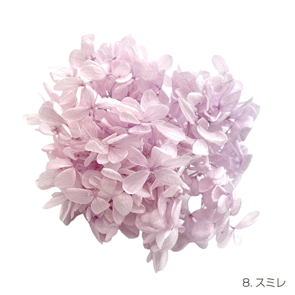 【即納】 ピラミッドアジサイグラバー 20g スミレ プリザーブドフラワー あじさい 紫陽花 花材 花 紫 1枚目の画像