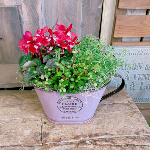 現品SALE♡【毎年楽しめるステキなガーデニング】シクラメンジックス