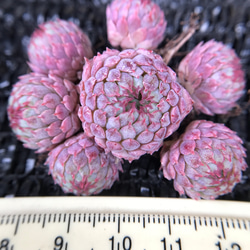 厳選美苗　Echeveria Vincent Catto   多頭　抜き苗　1株 1枚目の画像