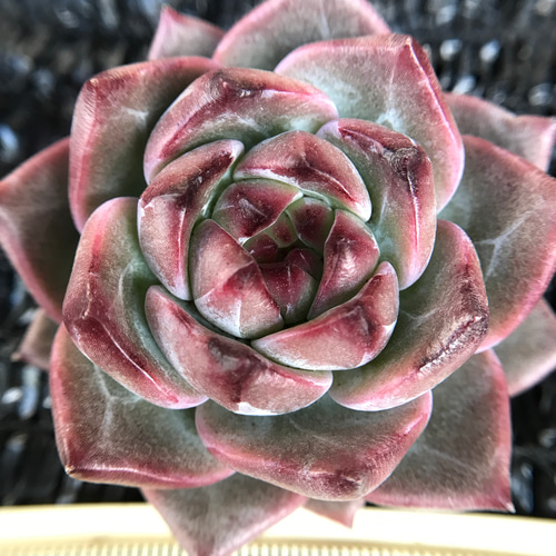 多肉☆キャラメル・カット苗・大きめ