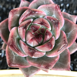 新作 多肉植物 エケベリア キャラメルマキアート 5-6cm 抜き苗 1株