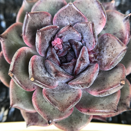 新作 多肉植物 エケベリア チョコレートフラペチーノ 5-6cm 抜き苗1株