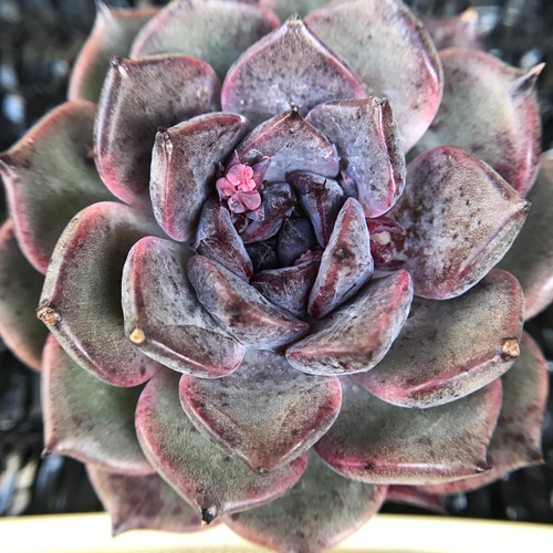 新作 多肉植物 エケベリア チョコレートフラペチーノ 5-6cm 抜き苗1株