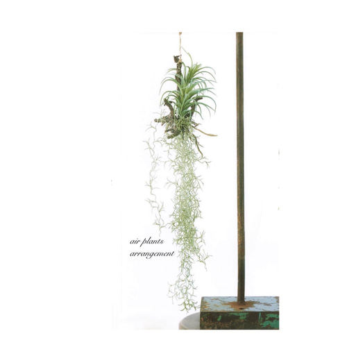 大きいサイズ☆お世話いらずの枯れないハンギングカクタス☆フェイク