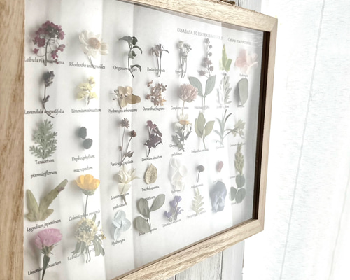 草花の宝石箱v.3 植物標本 ボタニカルフレーム 壁飾り プレゼント