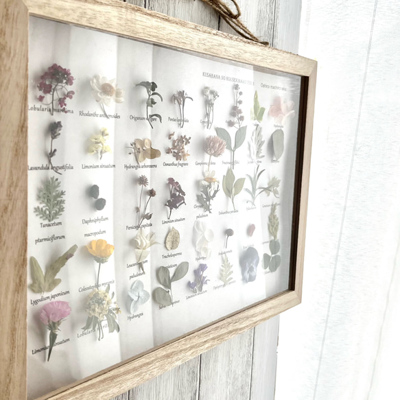草花の宝石箱v.3 植物標本 ボタニカルフレーム 壁飾り プレゼント