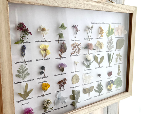 高級感溢れる宝石画 花モチーフ 壁掛け用 草花の宝石箱v.3 植物標本 フレーム 壁飾り プレゼント 引越し祝い