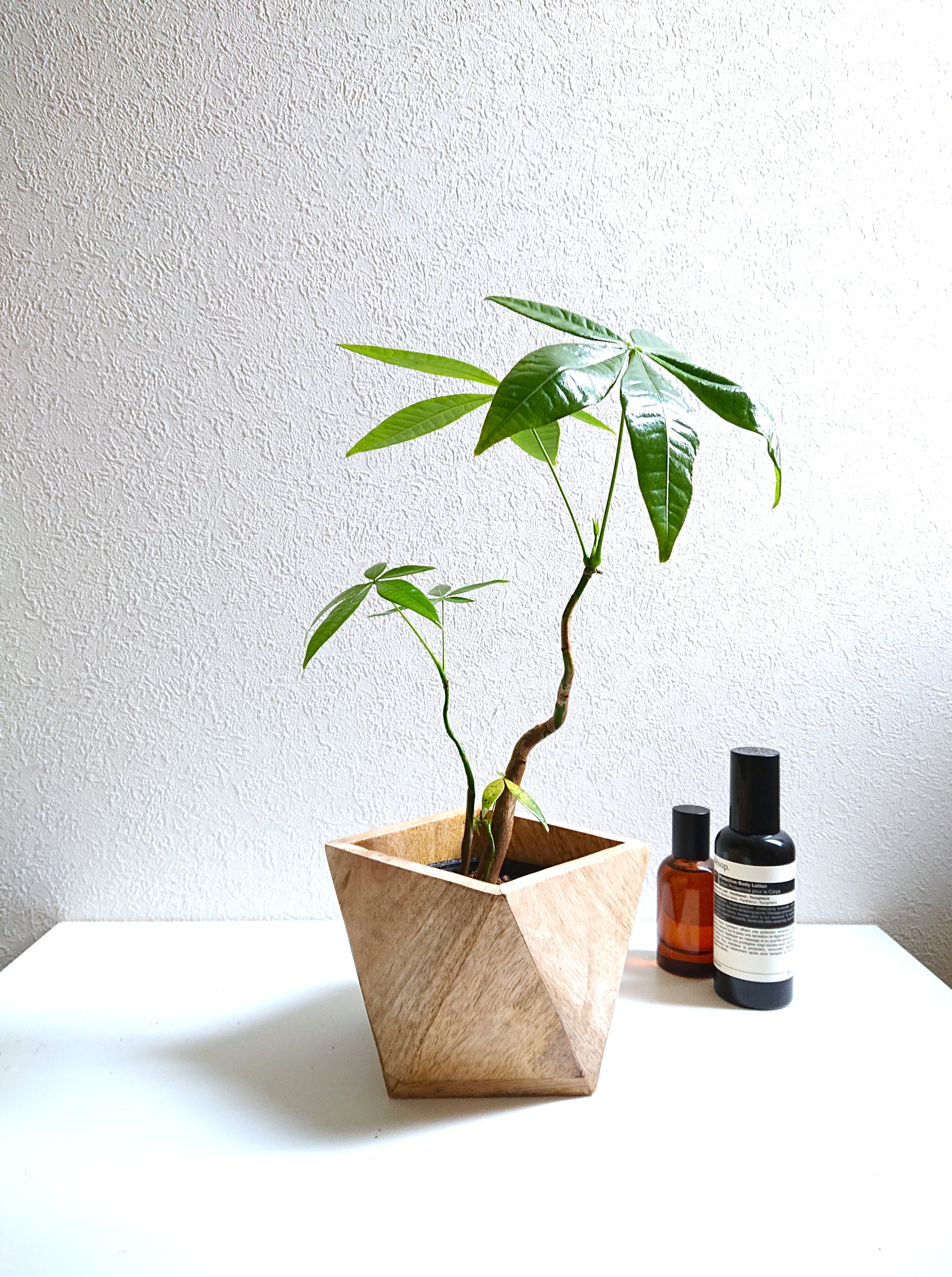 完売　天然樫の木＊珍しいお花の年輪模様【森のほっこり切り株ミニテーブル】ちゃぶ台