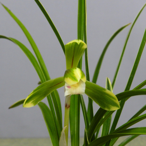 ☆ENGEI ichioki☆日本春蘭「雪山」鉢花◇綺麗な花の春蘭です ☆ENGEI ichioki☆日本春蘭「雪山」鉢花◇綺麗な花の春蘭です