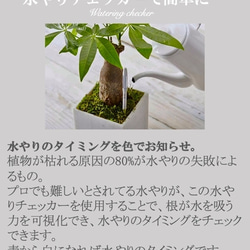 【十二の巻】可愛いサイズ　育てやすい　観葉植物　多肉植物　Fresh Plants　 9枚目の画像