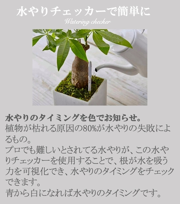 【十二の巻】可愛いサイズ　育てやすい　観葉植物　多肉植物　Fresh Plants　 9枚目の画像