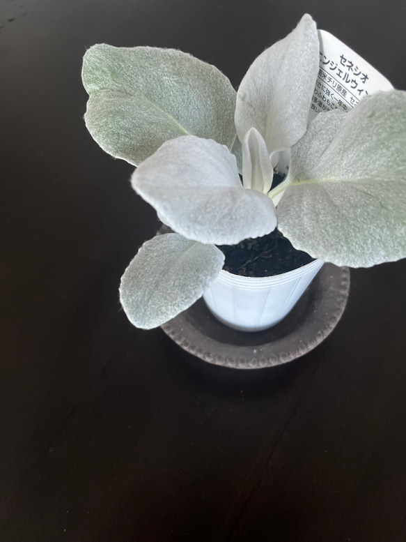 再販　3ポット　美植物　おしゃれなシルバーリーフ　セネシオ　エンジェルウィングス　 2枚目の画像