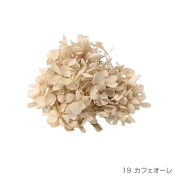 【即納】 ピラミッドアジサイグラバー 20g カフェオーレ プリザーブドフラワー あじさい 紫陽花 花材 花 茶色 1枚目の画像