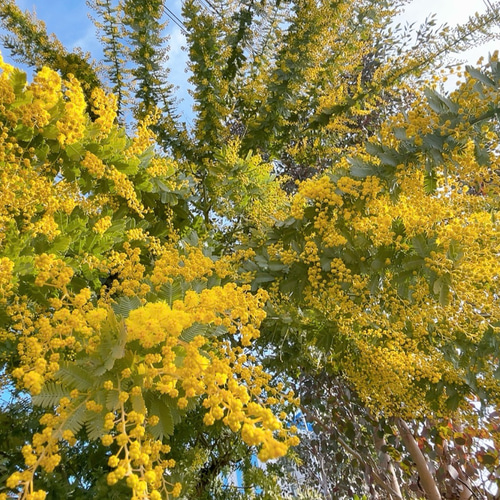 ミモザ 60サイズ 開花後発送又は現状発送 「春の誕生花2026」 ドライ