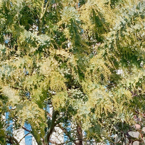 ミモザ 60サイズ 開花後発送又は現状発送 「春の誕生花2026」 ドライ