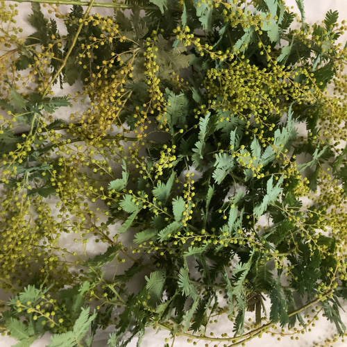 ミモザ 60サイズ 開花後発送又は現状発送 「春の誕生花2025」 ドライ