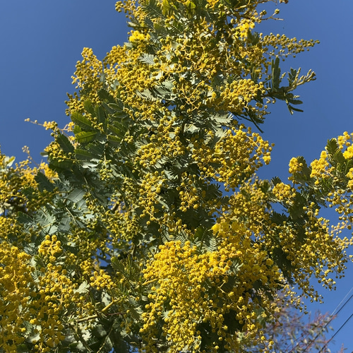 ミモザ 60サイズ 開花後発送又は現状発送 「春の誕生花2026」 ドライ