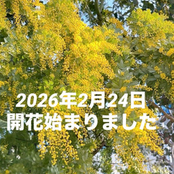 2026】春いっぱいフレッシュmimoza M 〜ミモザ アカシア 花束 生花