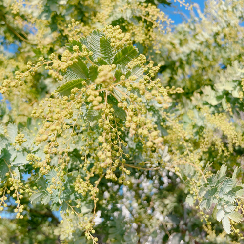 ミモザ 60サイズ 開花後発送又は現状発送 「春の誕生花2026」 ドライ