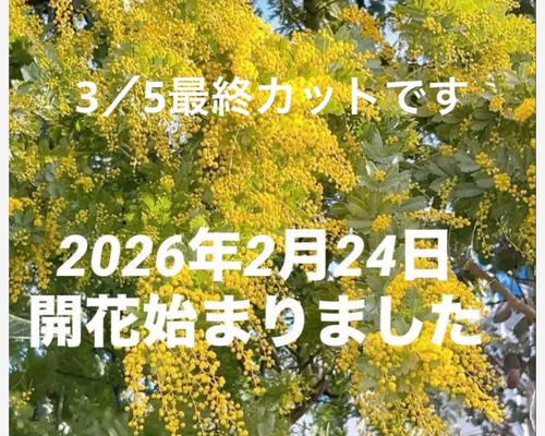 ＊ミモザ生花＊　ご相談窓口〈2026年〉フレッシュミモザ ミモザ 60サイズ 開花後発送又は現状発送 「春の誕生花2026」 ドライ