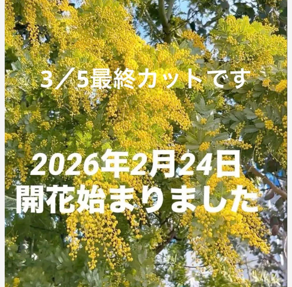ミモザ 60サイズ 開花後発送又は現状発送 「春の誕生花2026」 ドライ