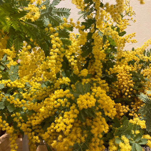 ミモザ 60サイズ 開花後発送又は現状発送 「春の誕生花2026」 ドライ