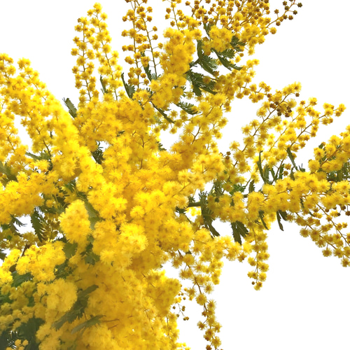 ミモザ 60サイズ 開花後発送又は現状発送 「春の誕生花2026」 ドライ