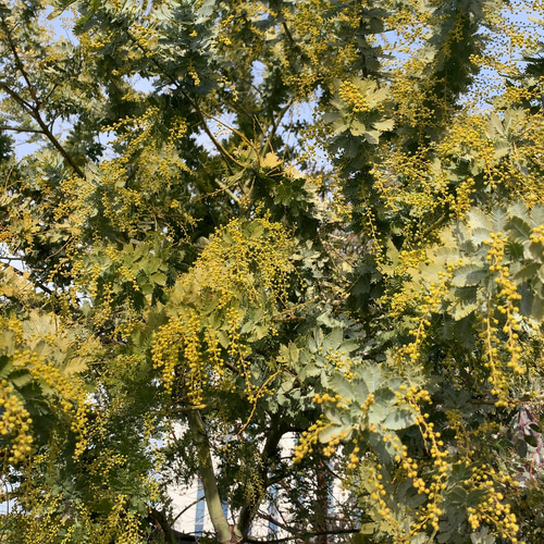 ミモザ 60サイズ 開花後発送又は現状発送 「春の誕生花2026」 ドライ