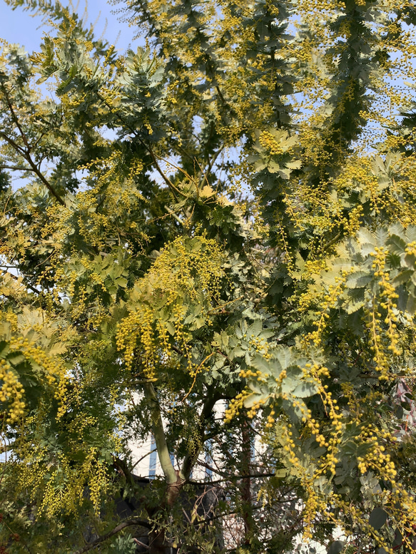 ミモザ　60サイズ　開花後発送又は現状発送 4枚目の画像