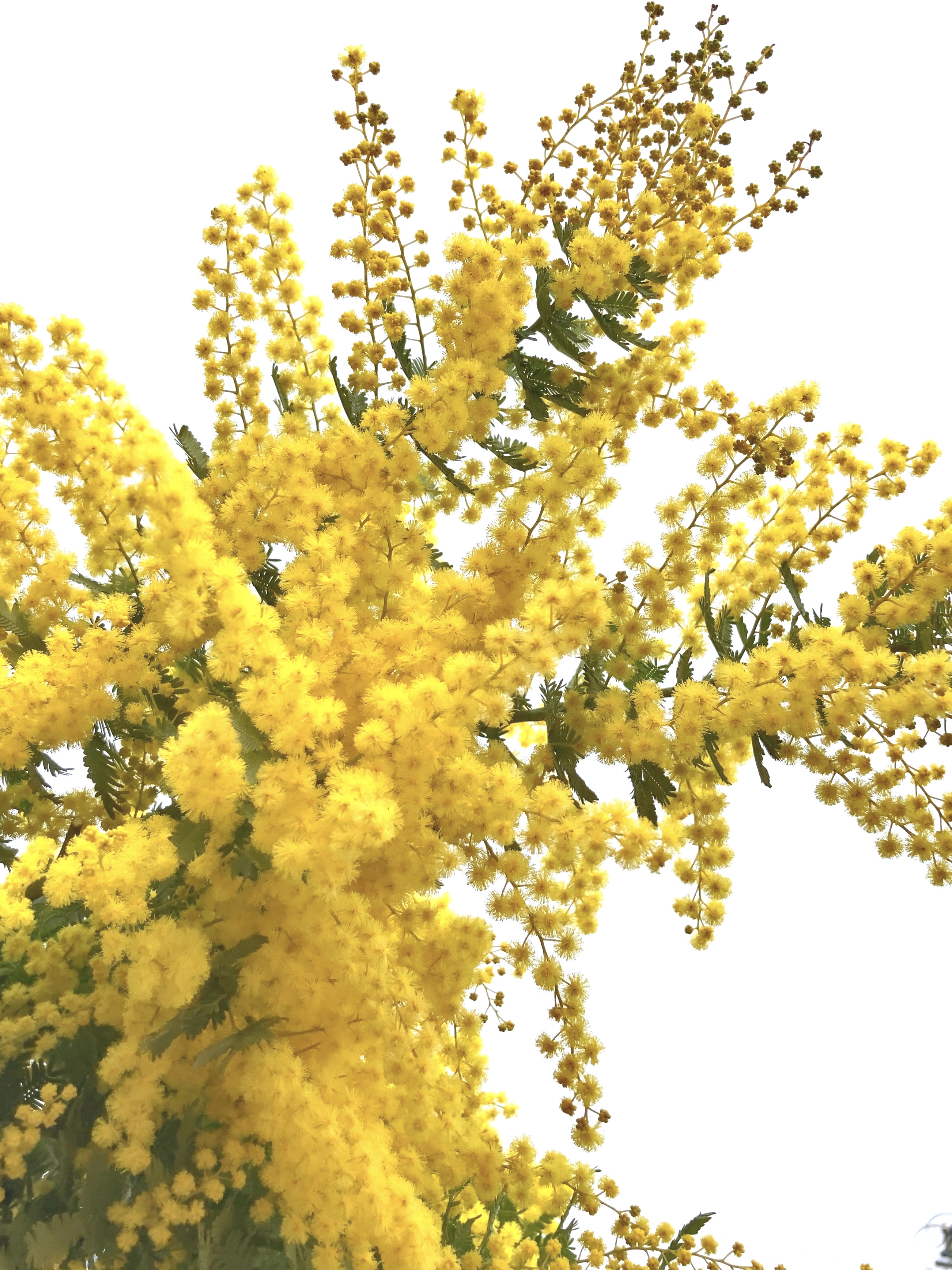 ミモザ　100サイズ　開花後又は現状発送　「春の誕生花2026」